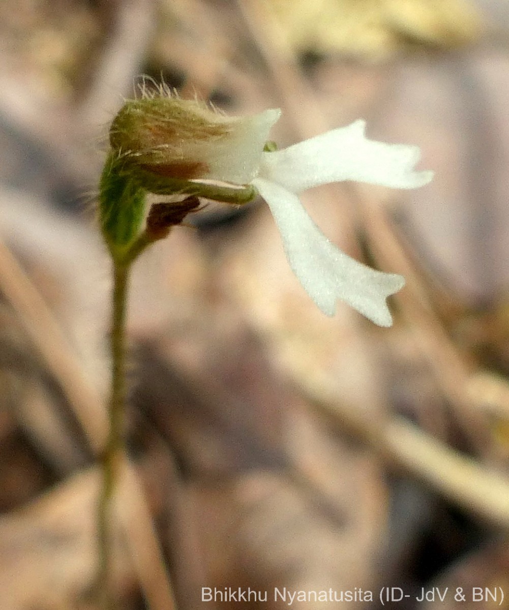 Zeuxine longilabris (Lindl.) Trimen